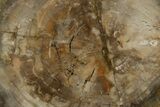 Polished Petrified Wood (Araucaria) Round - Madagascar #355353-1